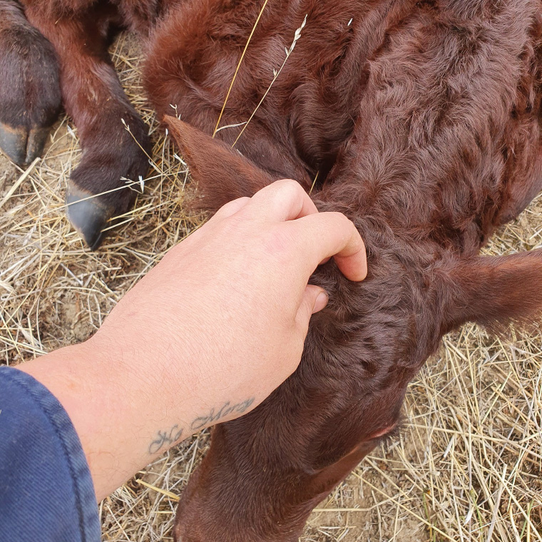 Participant Rhys Watts pats cute calf at work